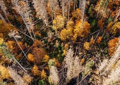 Unlocking the EU forest potential to counteract climate change